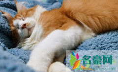 猫咪吃坏东西呕吐怎么办 猫咪为什么一直想吐