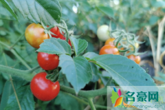 种植的番茄着色不良是什么原因 西红柿快速催红的