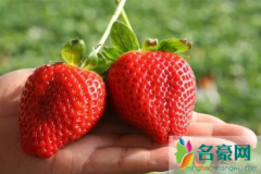 大草莓用激素了吗 怎么判断草莓打没打激素