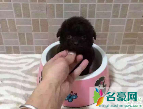 茶杯犬不打疫苗会死吗 茶杯犬得细小能治愈吗4