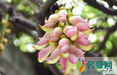 江西婺源千亩禾雀花盛放 禾雀花可以吃吗