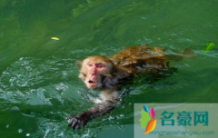 真正水猴子图片2021真实 水猴子真的存在吗