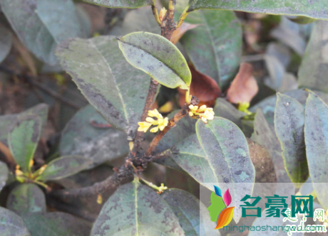 桂花树为什么会干叶 桂花树老干叶怎么补救3