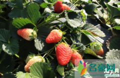 5月份种草莓成活率高吗 草莓需要每年都挪栽吗