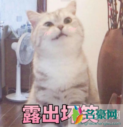 猫猫能有什么坏心眼呢是什么梗 猫猫能有什么坏心眼呢表情包下载