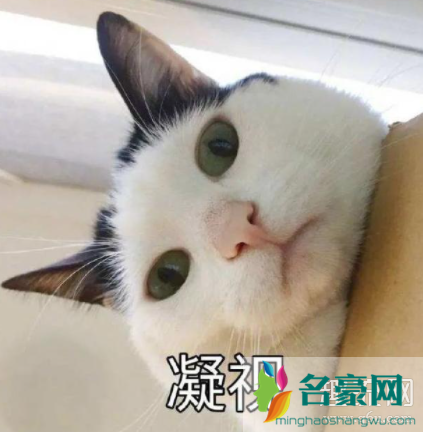 猫猫能有什么坏心眼呢是什么梗 猫猫能有什么坏心眼呢表情包下载