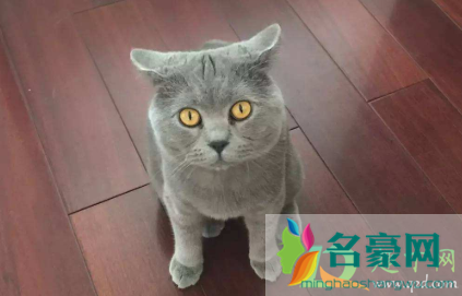 猫咪飞机耳是什么样子2