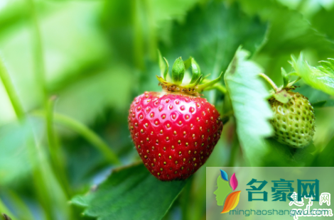 淘米水发酵多久可以浇草莓 给草莓浇淘米水几天一次3