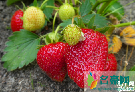 淘米水发酵多久可以浇草莓 给草莓浇淘米水几天一次1