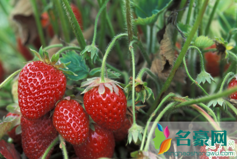 淘米水发酵多久可以浇草莓 给草莓浇淘米水几天一次4