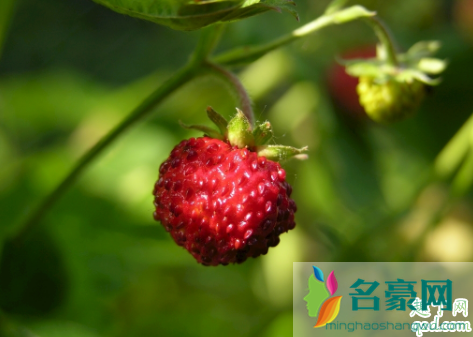 草莓吃起来一股农药味正常吗 怎么区分草莓打药没3