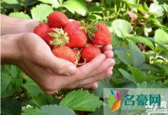 草莓吃起来一股农药味正常吗 孕妇吃打药的草莓怎
