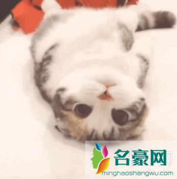 猫猫能有什么坏心眼呢是什么梗 猫猫能有什么坏心眼呢表情包下载