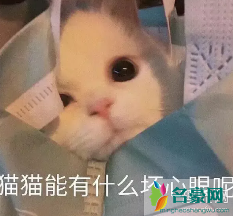 猫猫能有什么坏心眼呢是什么梗 猫猫能有什么坏心眼呢表情包下载