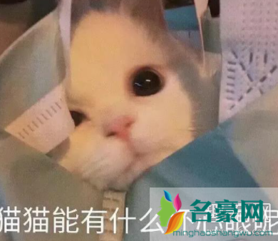 猫猫能有什么坏心眼呢是什么梗 猫猫能有什么坏心眼呢表情包下载