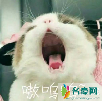 猫猫能有什么坏心眼呢是什么梗 猫猫能有什么坏心眼呢表情包下载