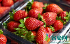 草莓一年种几次 能不能直接用尿液来作草莓的肥料