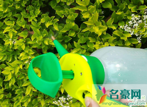 什么花都可以用阿司匹林浇吗 阿司匹林养兰花一次多少粒2