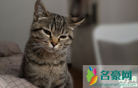 为什么公猫喜欢男主人 猫咪喜欢黏男生有什么科学说法吗3