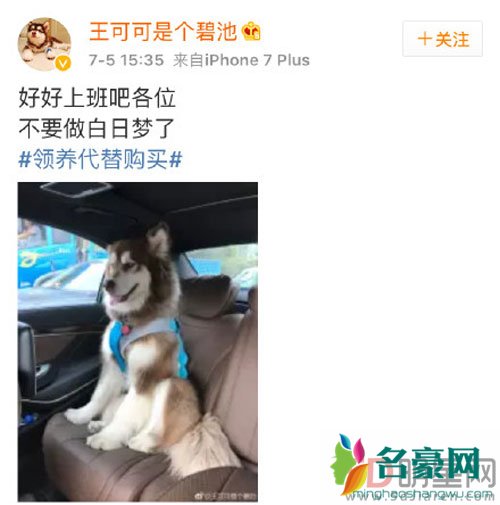 王思聪的狗狗丢失 悬赏百万结局竟然是这样