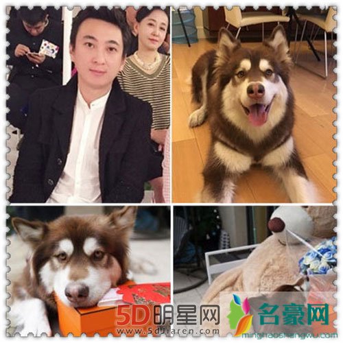 王思聪的狗狗丢失 悬赏百万结局竟然是这样