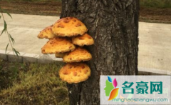 柳树长的菌子可以吃吗 柳树菇的营养价值