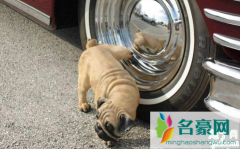 狗尿会腐蚀汽车轮胎吗 什么物质能快速腐蚀轮胎