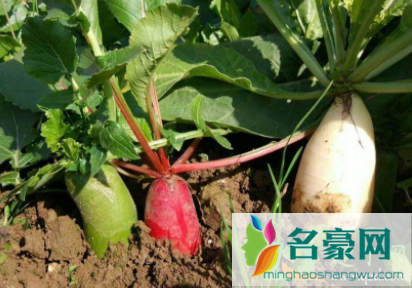 萝卜空心是坏了吗4