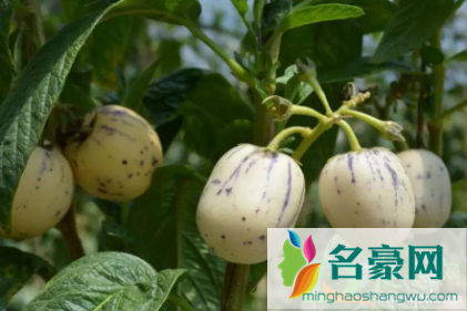 人参果内芯黑籽什么原因2