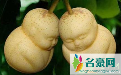 人参果内芯黑籽什么原因4
