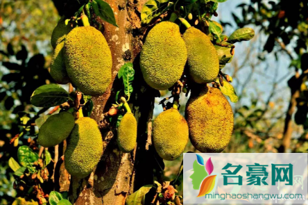 种一盆菠萝蜜会结果吗1