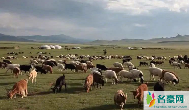 蒙古国赠送的3万只羊正加紧贴春膘 蒙古国是中国的吗