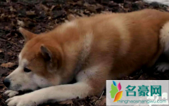 越打越凶的狗怎么教 宠物狗一生气就龇牙咧嘴怎么