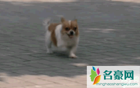 民国奇探路垚跳到乔楚生背上是哪一集 民国奇探路垚怕狗是哪一集3