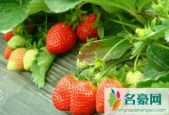 草莓为什么不在夏天种 种植草莓哪些是要注意的