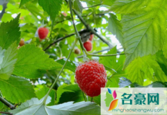 家养树莓怎么种植 树莓适合哪些地方种植