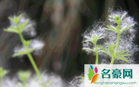 柳树上的柳絮能吃吗 柳絮怎么做不苦2