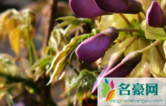 紫藤花能在室内种植吗 养植紫藤花哪些是要注意的