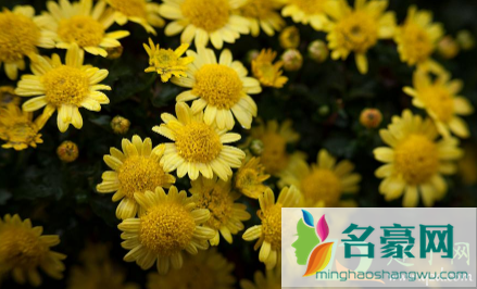 清明祭奠亲人的菊花买单数还是双数1