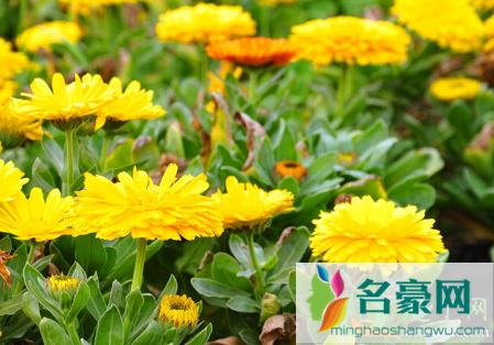清明祭奠亲人的菊花买单数还是双数3