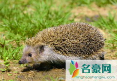 刺猬涂刺一定要咬人吗 刺猬为什么要涂刺