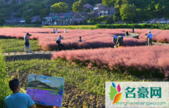 三门粉黛乱子草要门票吗 粉黛乱子草花期多久