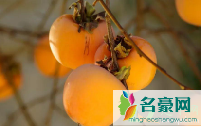 柿子里面黑黑的是坏了吗2