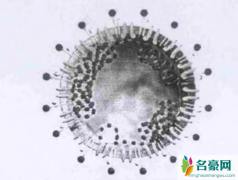 新型冠状病毒突变会怎么样 新型冠状病毒变异疫苗