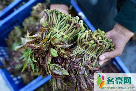 香椿怎么去除亚硝酸盐1