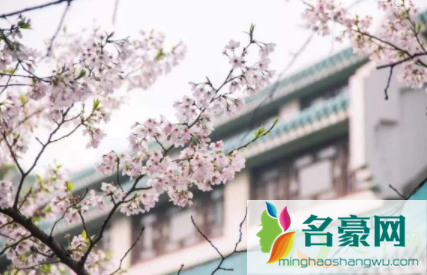 武汉大学樱花要预约吗20214