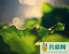 2021年大暑是一年最热的时候吗 为什么大暑最热