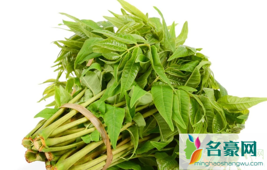 香椿为什么没有香味2