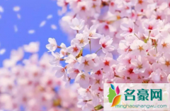 武汉黄塘湖公园樱花3月开了吗 武汉还有哪些地方能