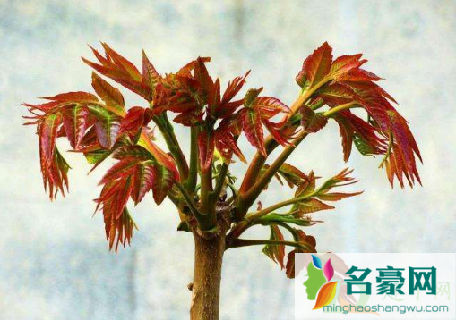 香椿焯水要放醋吗3